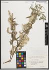 Foto von Salix olgae Regel